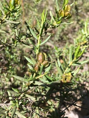 Dodonaea camfieldii