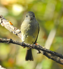 Empidonax occidentalis