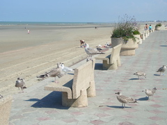Larus argentatus
