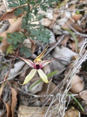 Caladenia macrostylis