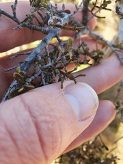 Korthalsella clavata