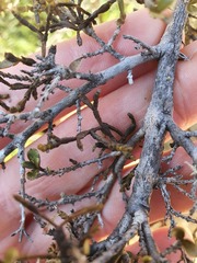 Korthalsella clavata