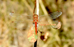 Sympetrum pallipes