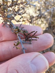 Korthalsella clavata