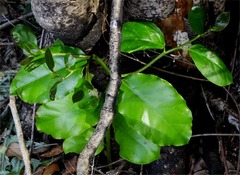 Pennantia cunninghamii