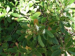 Scaevola montana