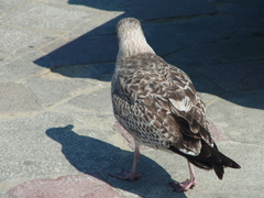 Larus argentatus