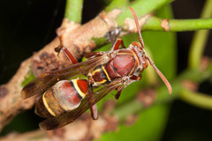 Polistes stigma townsvillensis