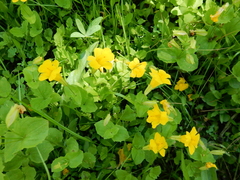 Erythranthe tilingii