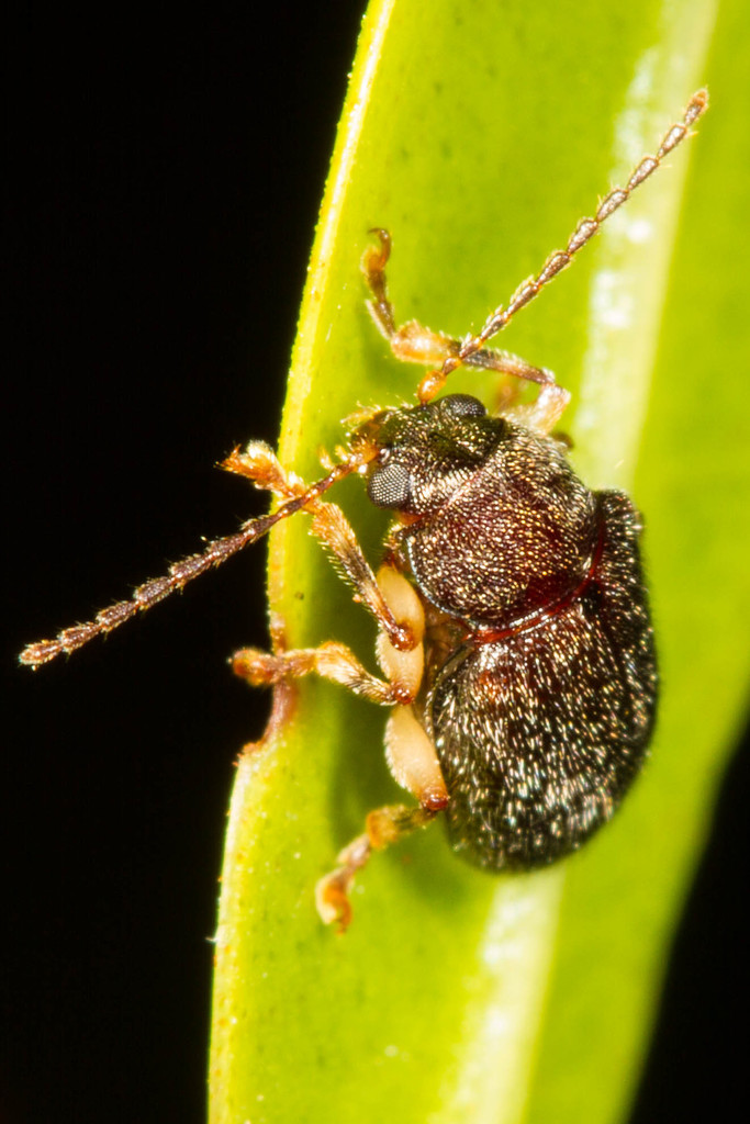 Dematotrichus