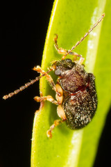 Dematotrichus hirsutus