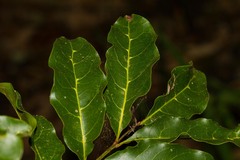 Cupaniopsis trigonocarpa