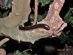 Orthoporoides