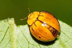 Microcaria mulsanti