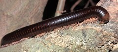 Orthoporoides