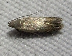 Battaristis concinnusella