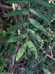 Podonephelium davidsonii