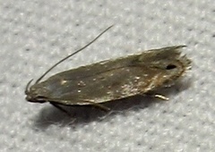 Battaristis concinnusella