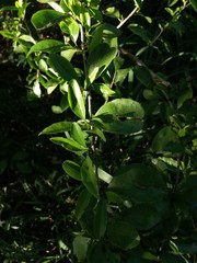 Ximenia americana