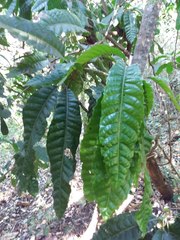 Bocquillonia sessiliflora