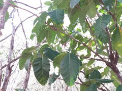 Alstonia balansae