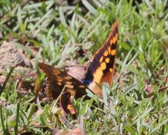 Charaxes guderiana guderiana