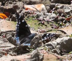 Charaxes guderiana guderiana