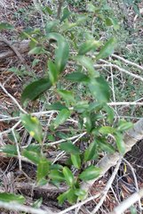 Denhamia fournieri