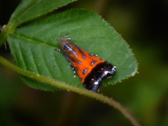 Tricyanaula aurantiaca