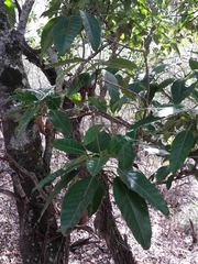 Alstonia balansae