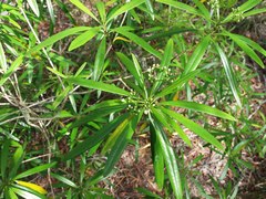 Rauvolfia semperflorens