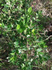 Geniostoma densiflorum