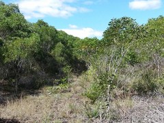 Acacia spirorbis