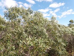 Acacia spirorbis