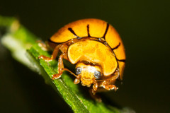 Microcaria mulsanti
