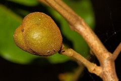 Cupaniopsis trigonocarpa