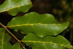 Cupaniopsis trigonocarpa