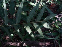 Podonephelium davidsonii