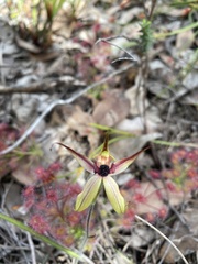 Caladenia macrostylis