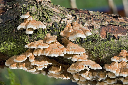 Plicatura crispa nuotrauka