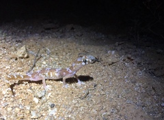 Pachydactylus latirostris