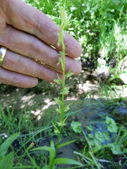 Platanthera sparsiflora