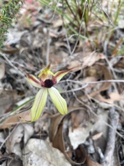 Caladenia macrostylis
