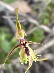 Caladenia plicata