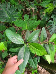 Elaeodendron xylocarpum