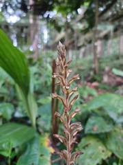 Erythrodes latifolia