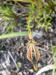 Caladenia plicata