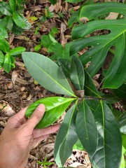 Elaeodendron xylocarpum