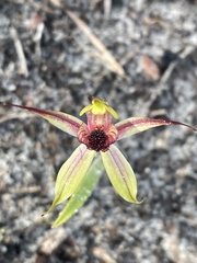 Caladenia macrostylis