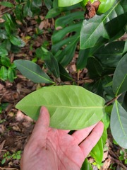 Elaeodendron xylocarpum